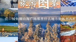 营口鲅鱼圈山海广场那里什么地方能抓到海鲜的