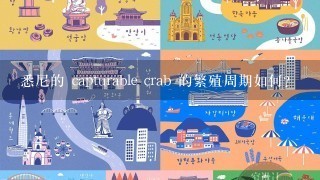 悉尼的 capturable crab 的繁殖周期如何?